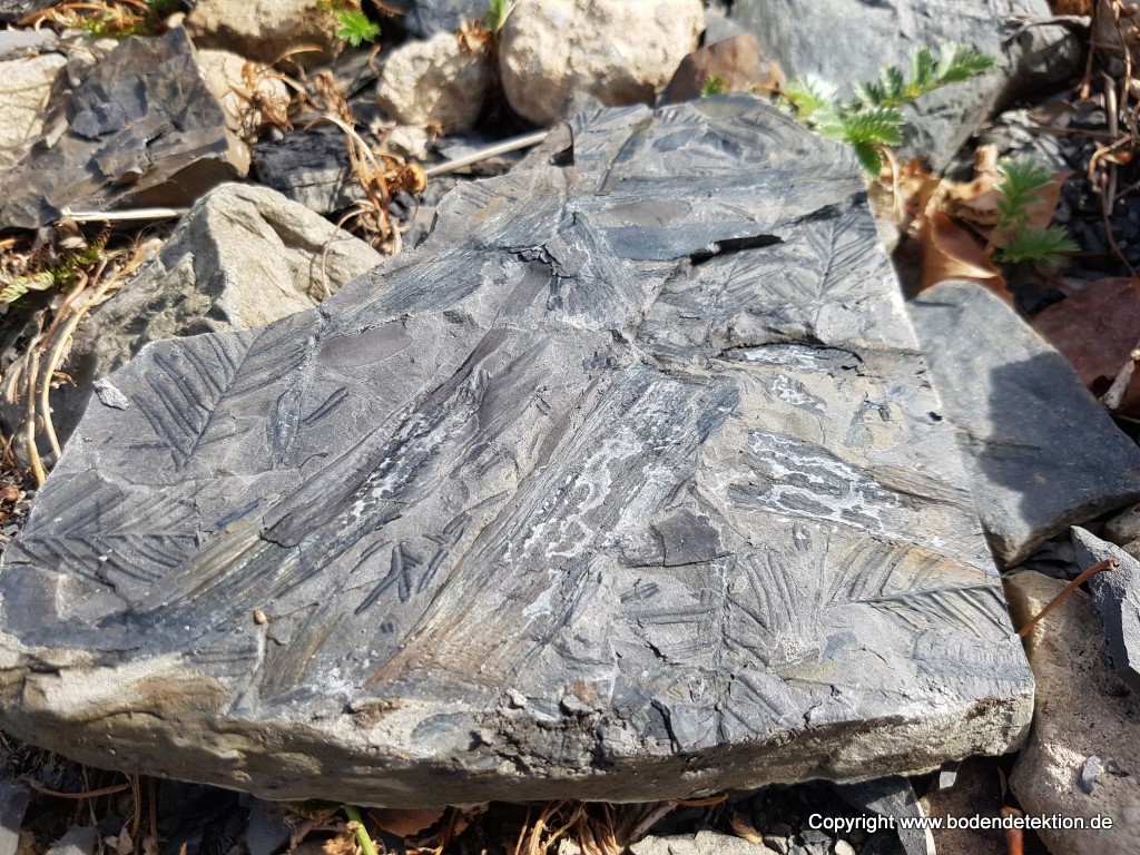 Fossilien in Schiefer